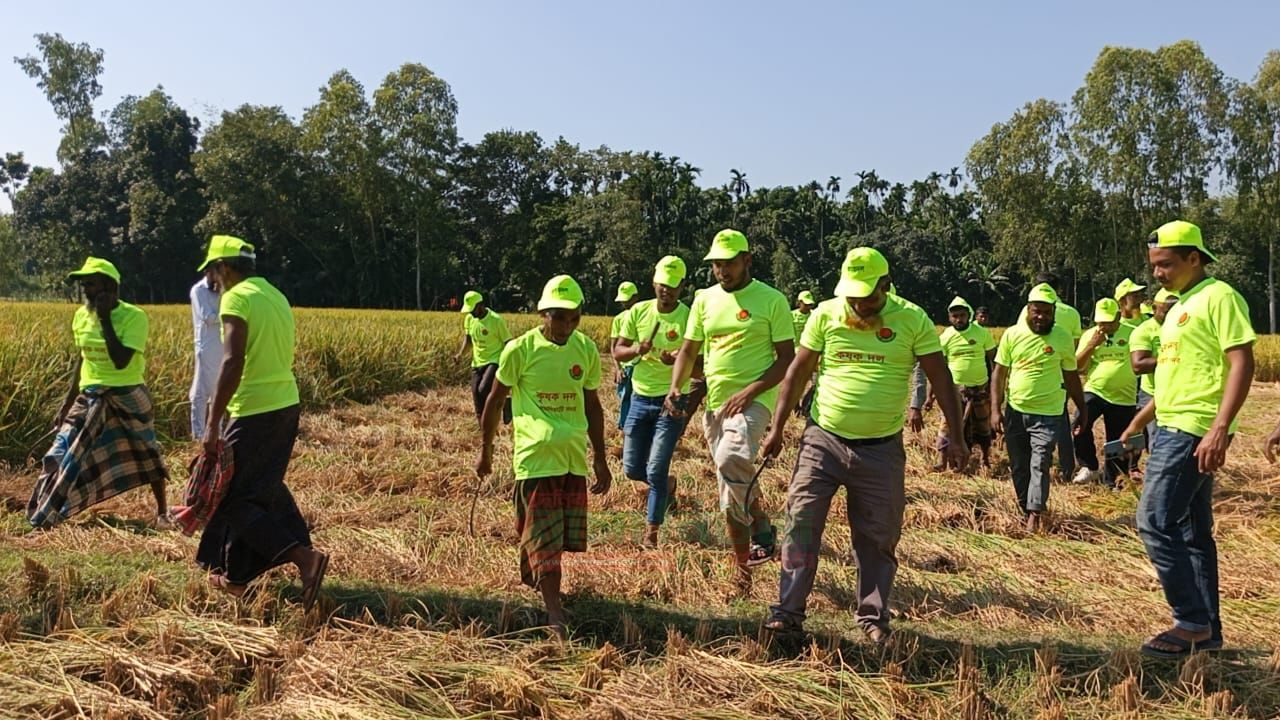 দরিদ্র ও অভাবগ্রস্থ কৃষকদের বিনাশ্রমে ধান কেটে দিলেন লালমনিরহাটের কৃষকদলের নেতাকর্মীরা
