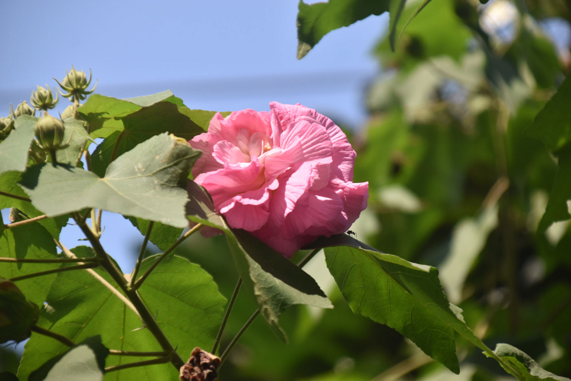 দিনের ছবি (১৪ অক্টোবর, ২০২৫)